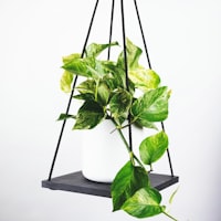 意大利足球甲级联赛标志